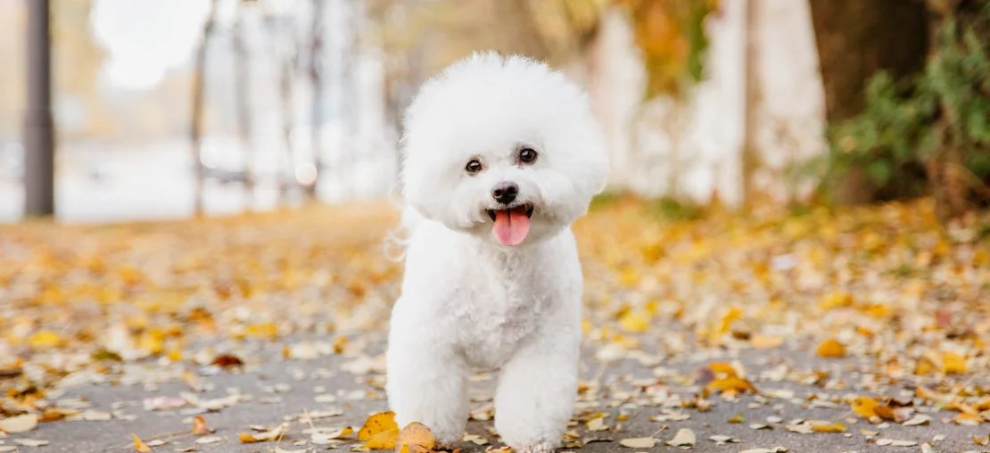 Bichon Frisé