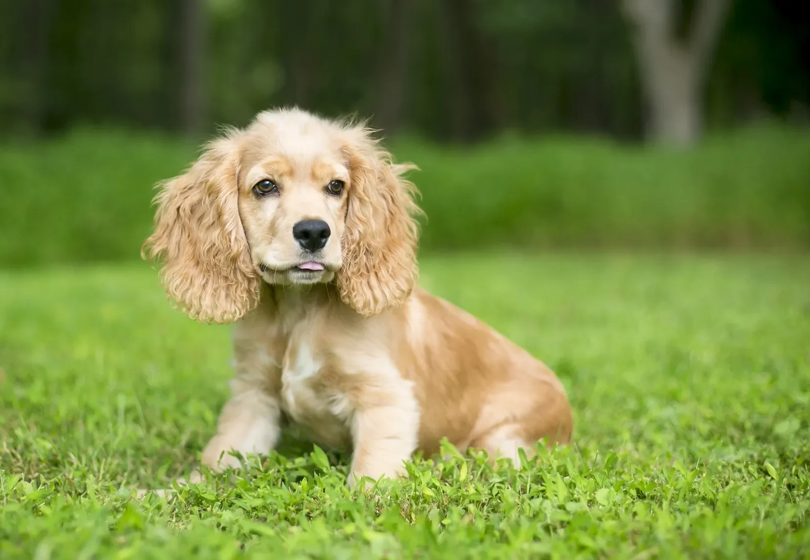 Cocker Spaniel Inglês