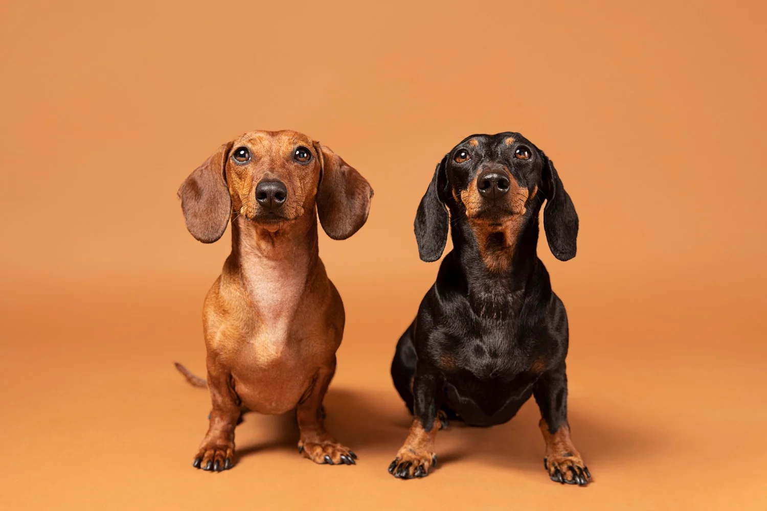 Dachshund (Teckel/Salsicha)