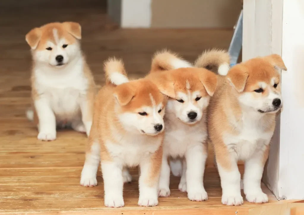 Akita Inu – Digno, fiel e silencioso como a tradição japonesa