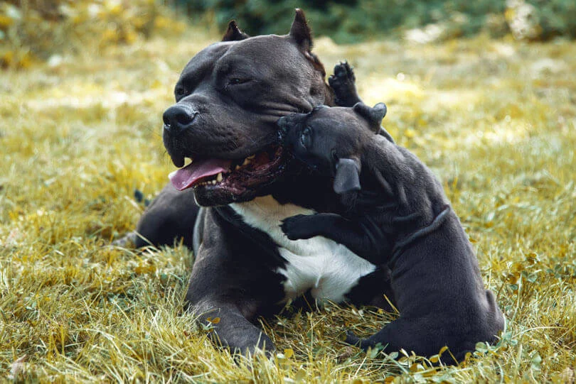 American Bully – O gigante gentil cheio de amor