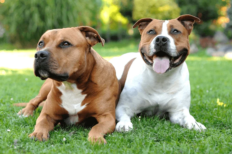 American Staffordshire Terrier – Força, equilíbrio e afeto em um só cão