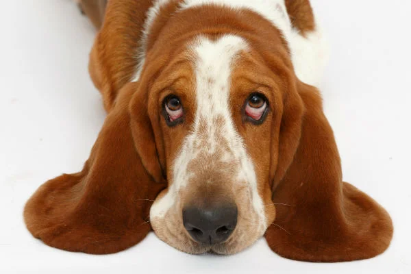 Basset Hound – Orelhas longas, coração doce