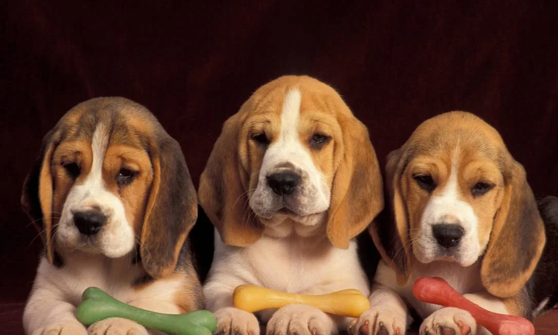 Beagle – Nariz curioso, coração gigante
