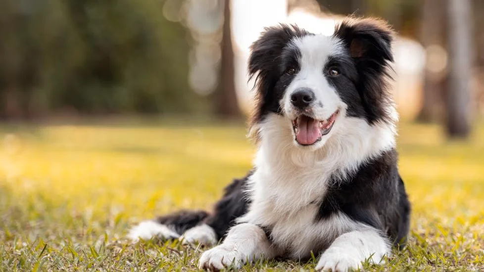 Border Collie – Energia e inteligência em movimento