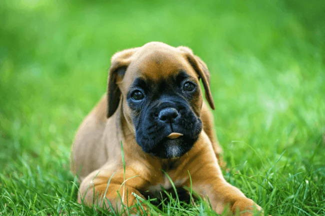 Boxer – Energia, proteção e alegria em forma de cão