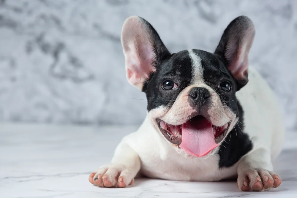 Buldogue Francês – O palhacinho carinhoso da casa