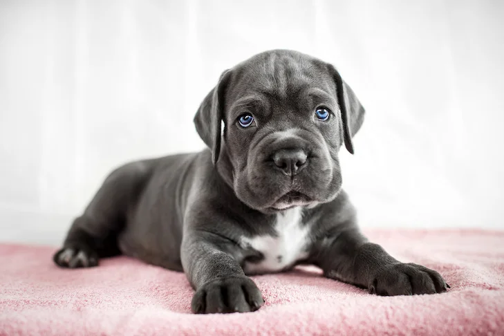 Cane Corso – Força equilibrada e presença protetora