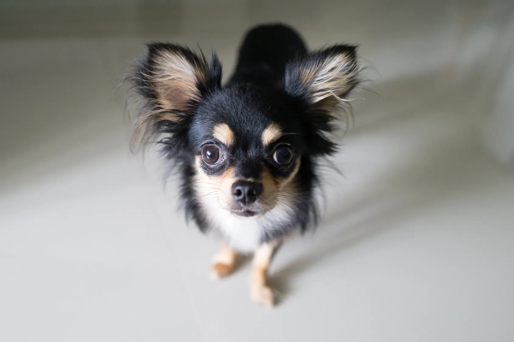 Chihuahua – Um coração enorme em um corpinho minúsculo