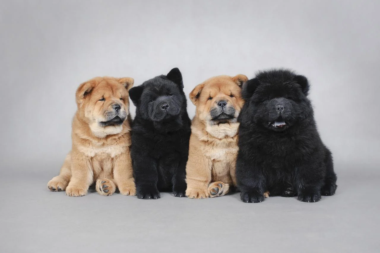 Chow Chow – O leão de pelúcia cheio de dignidade