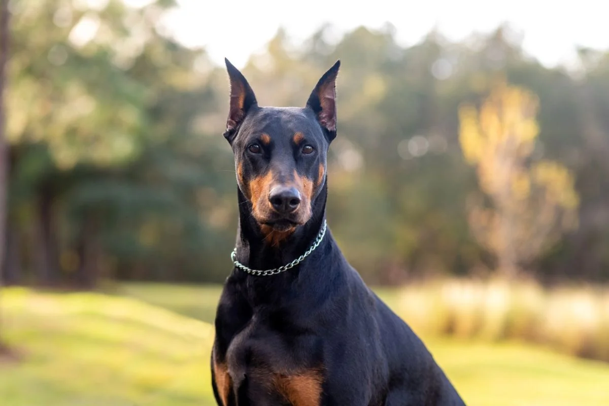 Dobermann – Elegância, proteção e inteligência em movimento