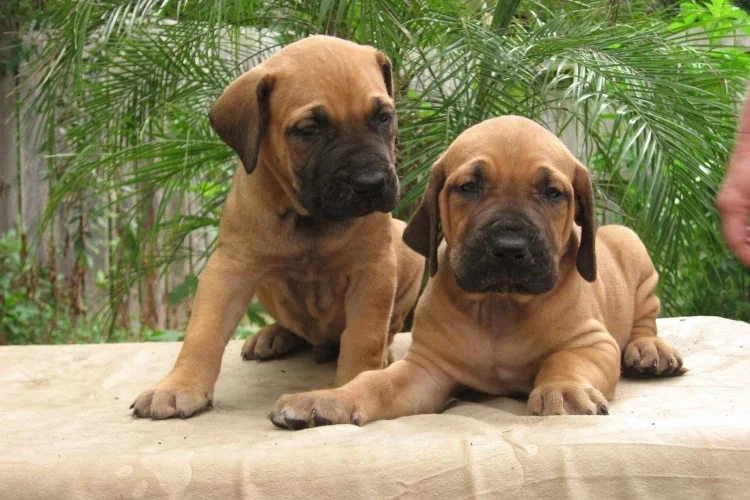 Fila Brasileiro – Coragem e fidelidade em raiz nacional