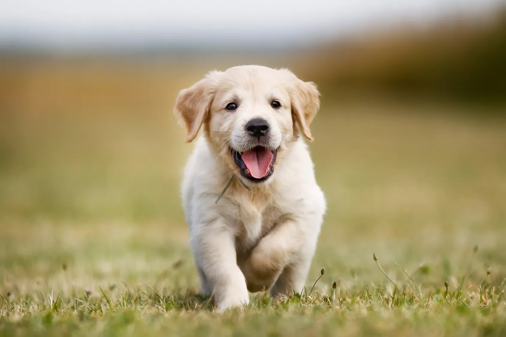 Golden Retriever – Doçura, beleza e inteligência em um só cão