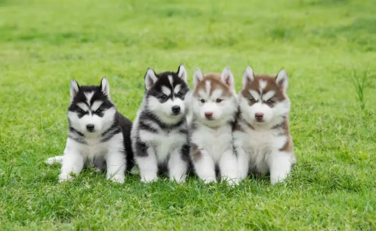 Husky Siberiano – Beleza ártica e espírito aventureiro