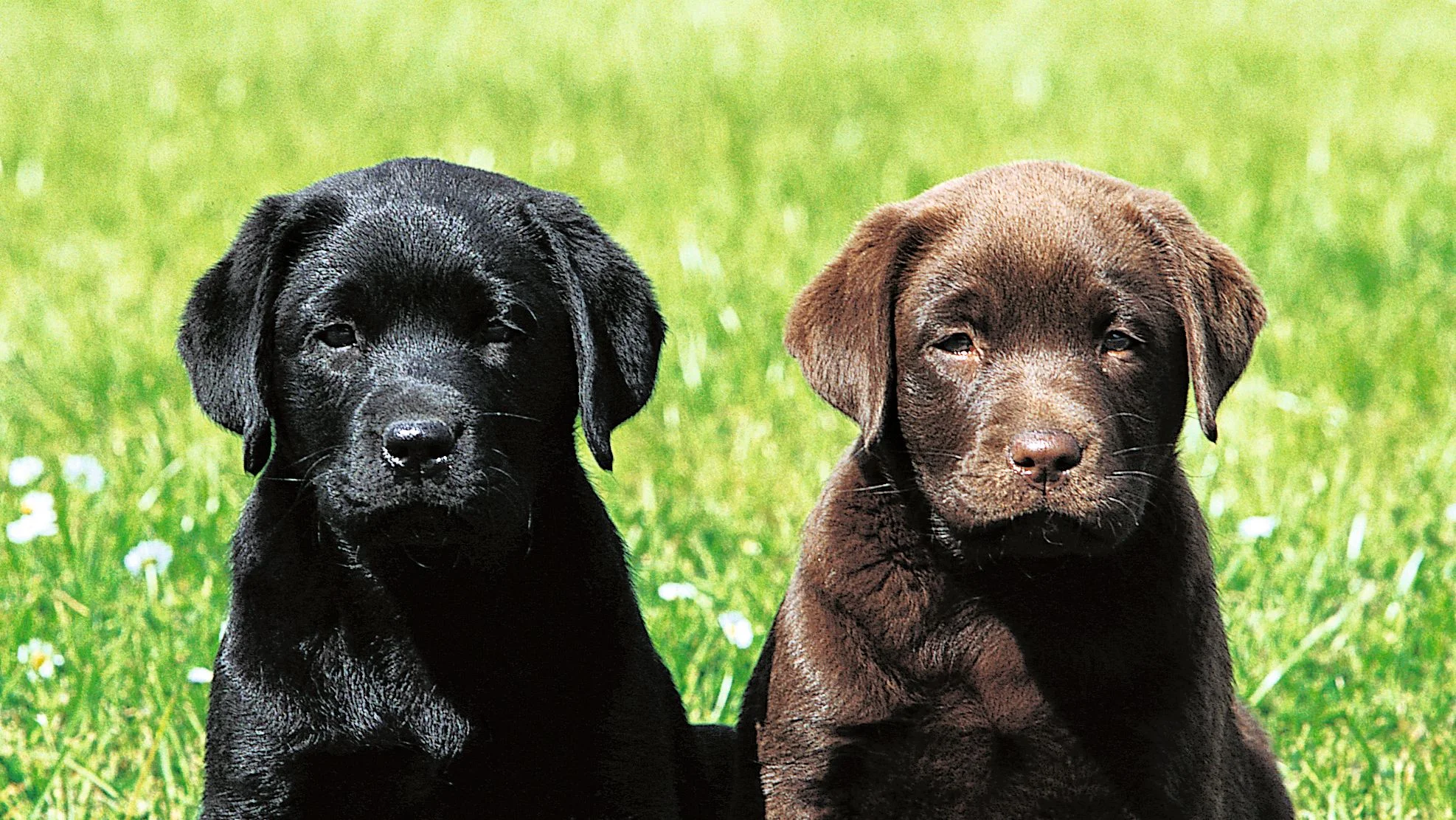Labrador Retriever – O amigo perfeito para toda a família