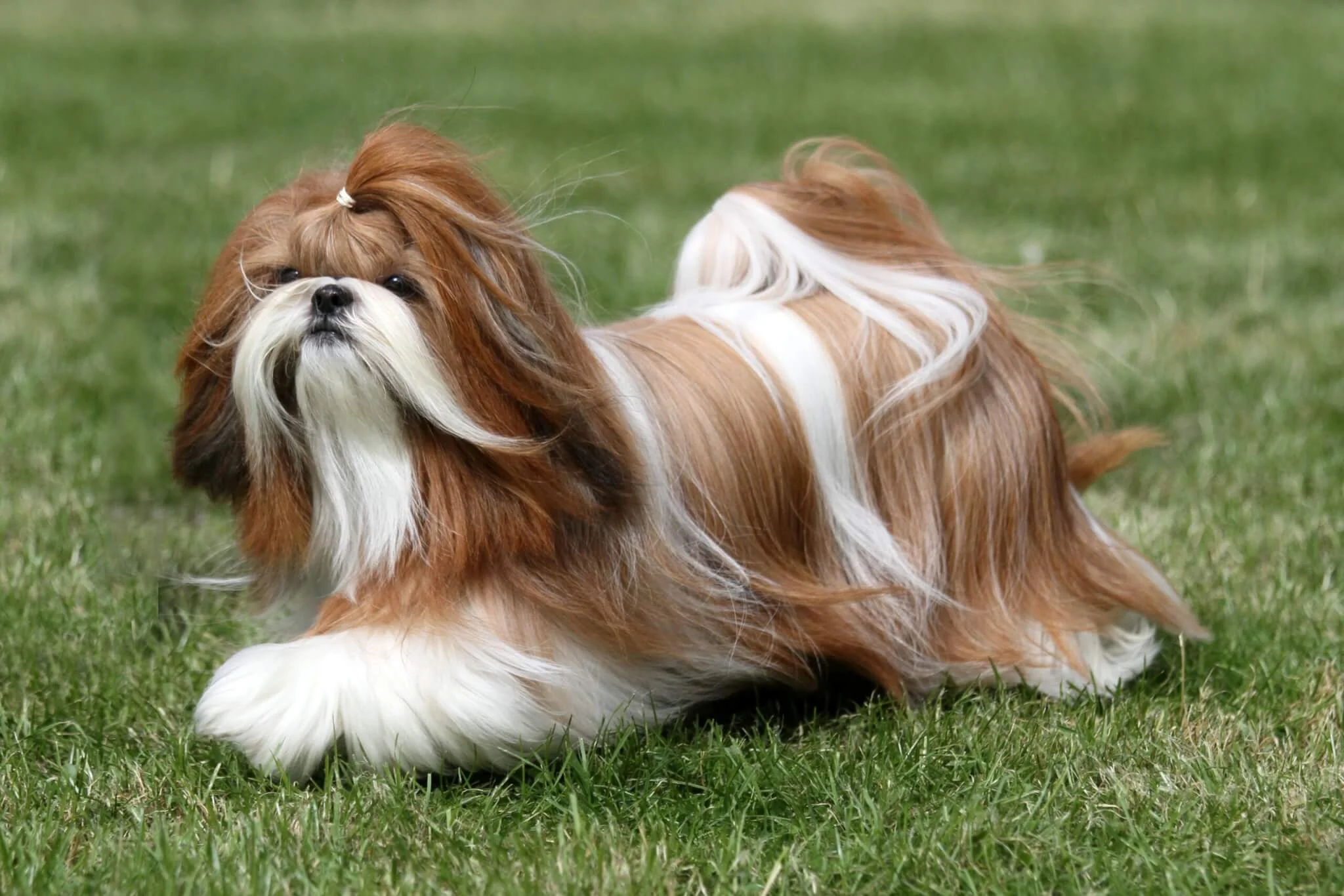 Lhasa Apso – Pequeno, protetor e cheio de personalidade