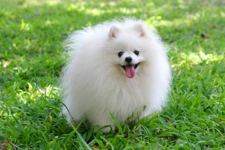Lulu da Pomerânia – A pequena bola de pelos com alma de estrela