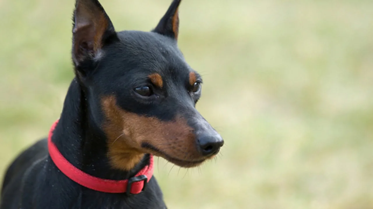 Pinscher – Pequeno no tamanho, enorme na personalidade