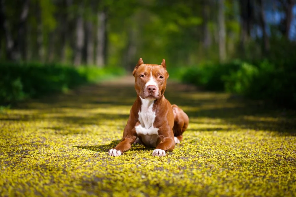 Pitbull Terrier – Energia, coragem e lealdade sem igual