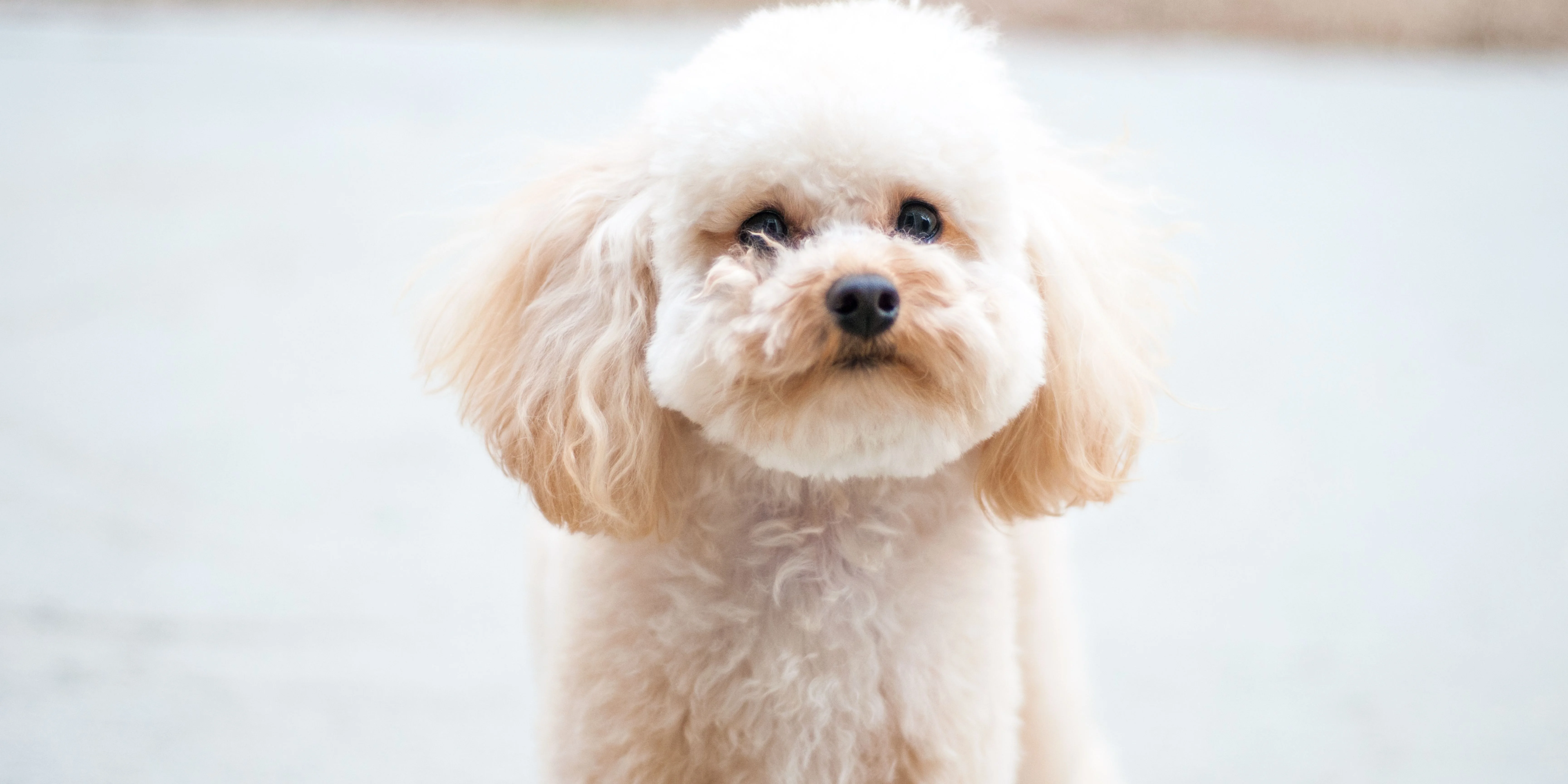 Poodle – O cão inteligente que se adapta a qualquer rotina
