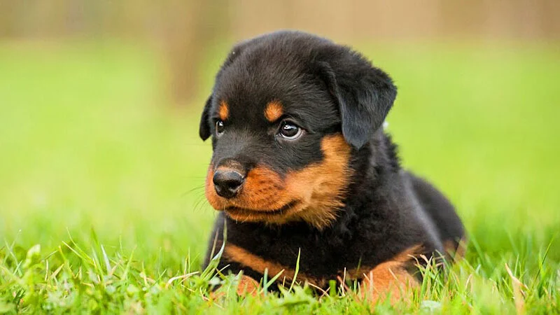 Rottweiler – Força, lealdade e equilíbrio em um só cão