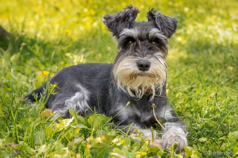 Schnauzer Miniatura – Elegância, alerta e muita personalidade