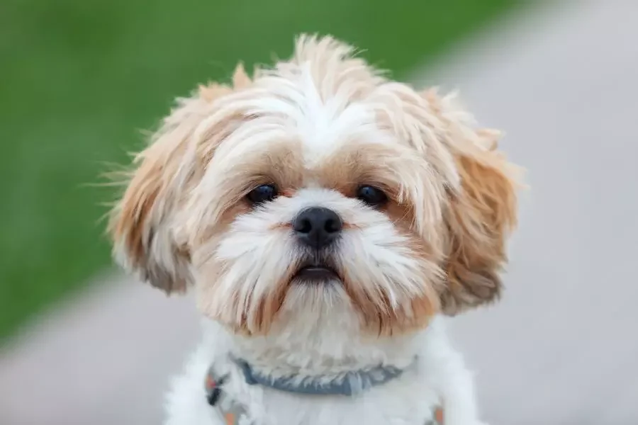Shih Tzu – O pequeno leão cheio de doçura