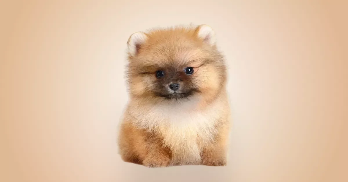 Spitz Alemão