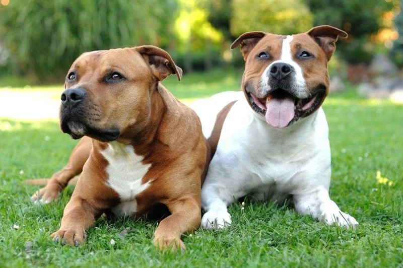Staffordshire Bull Terrier – Força, ternura e lealdade em um só cão
