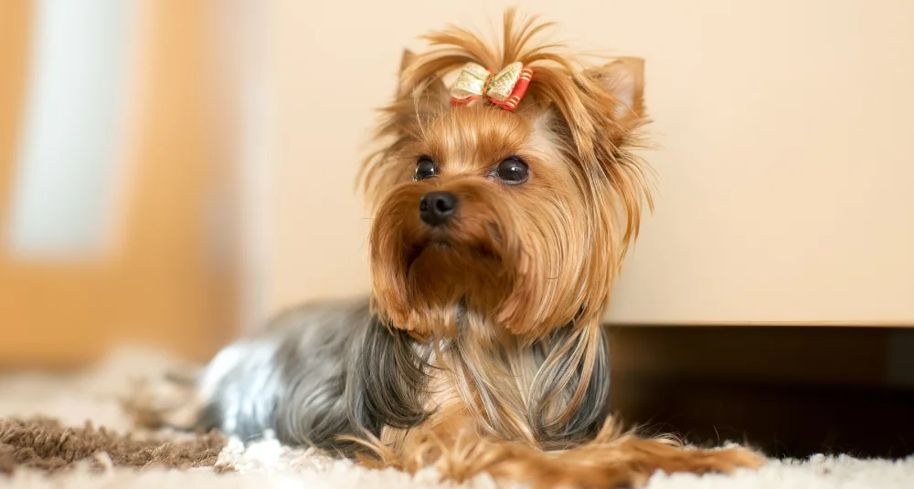 Yorkshire Terrier – Um pequeno gigante de personalidade