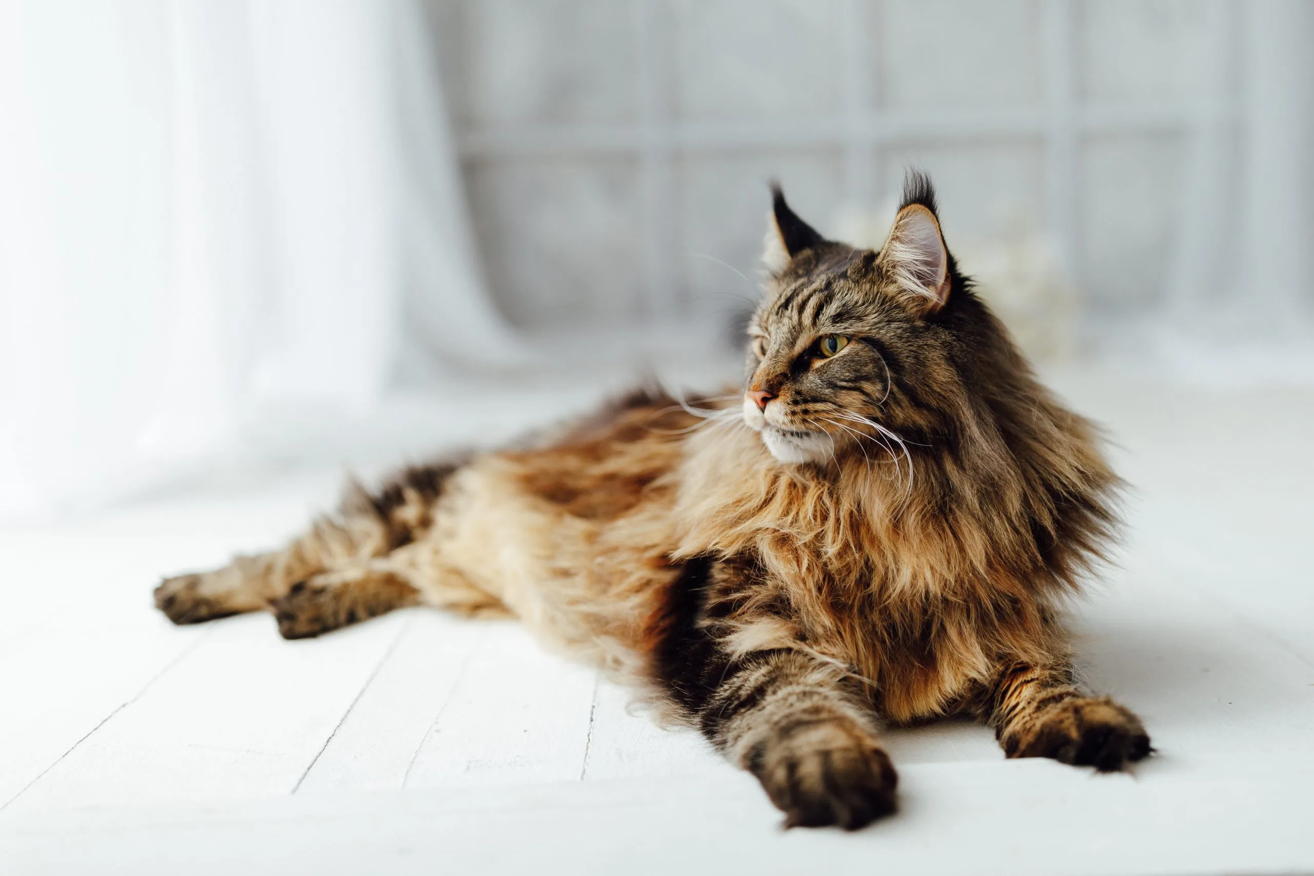 Maine Coon – O gigante gentil dos gatos