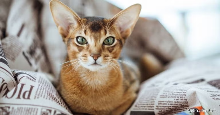 Gato Abissínio – O felino elegante e cheio de energia