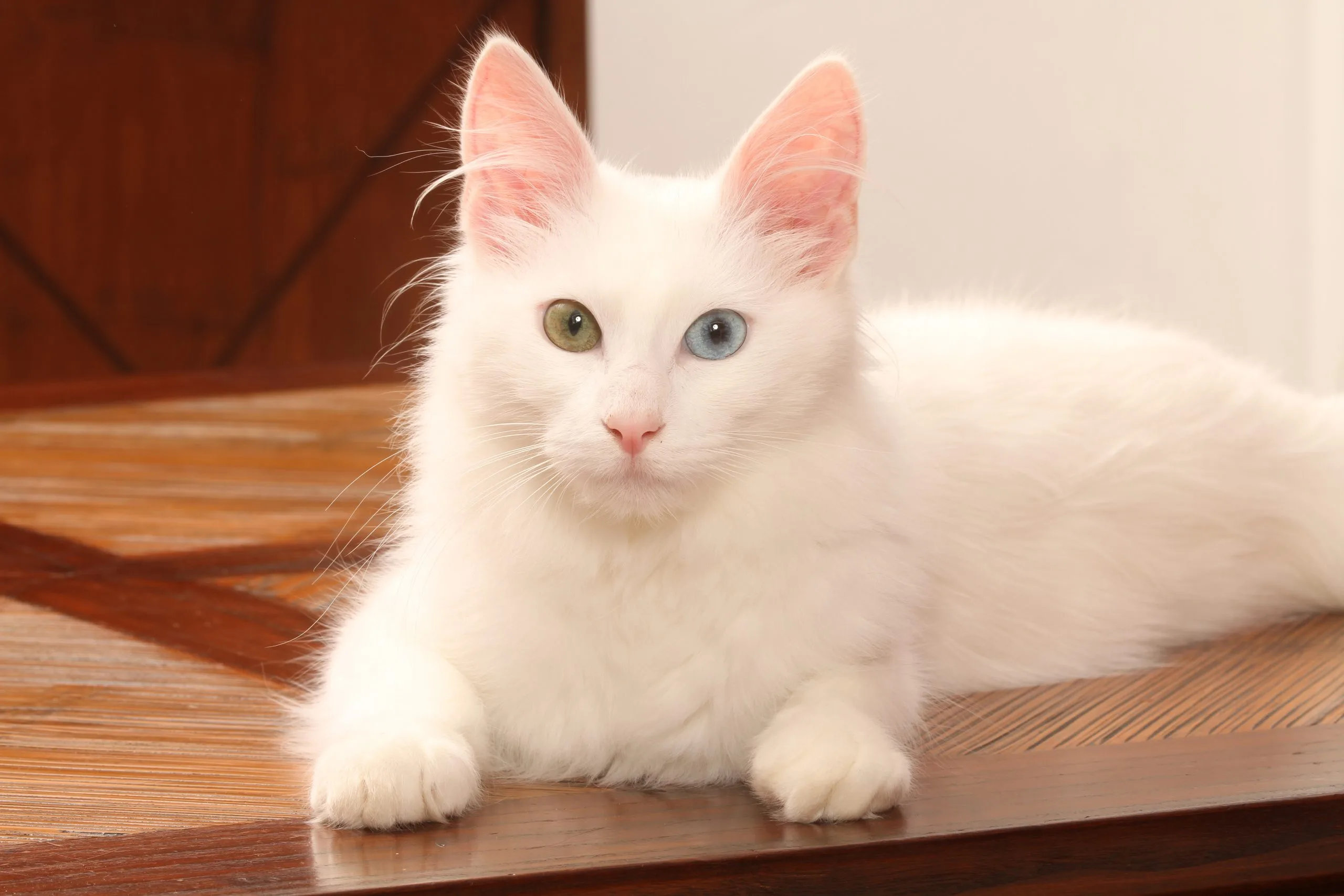 Angorá – O gato elegante de pelagem sedosa