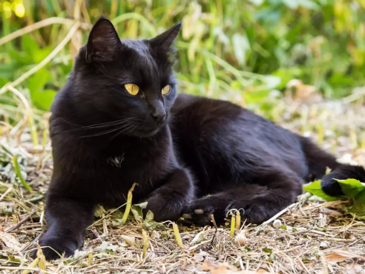 Gato Bombay – A pantera negra em versão doméstica