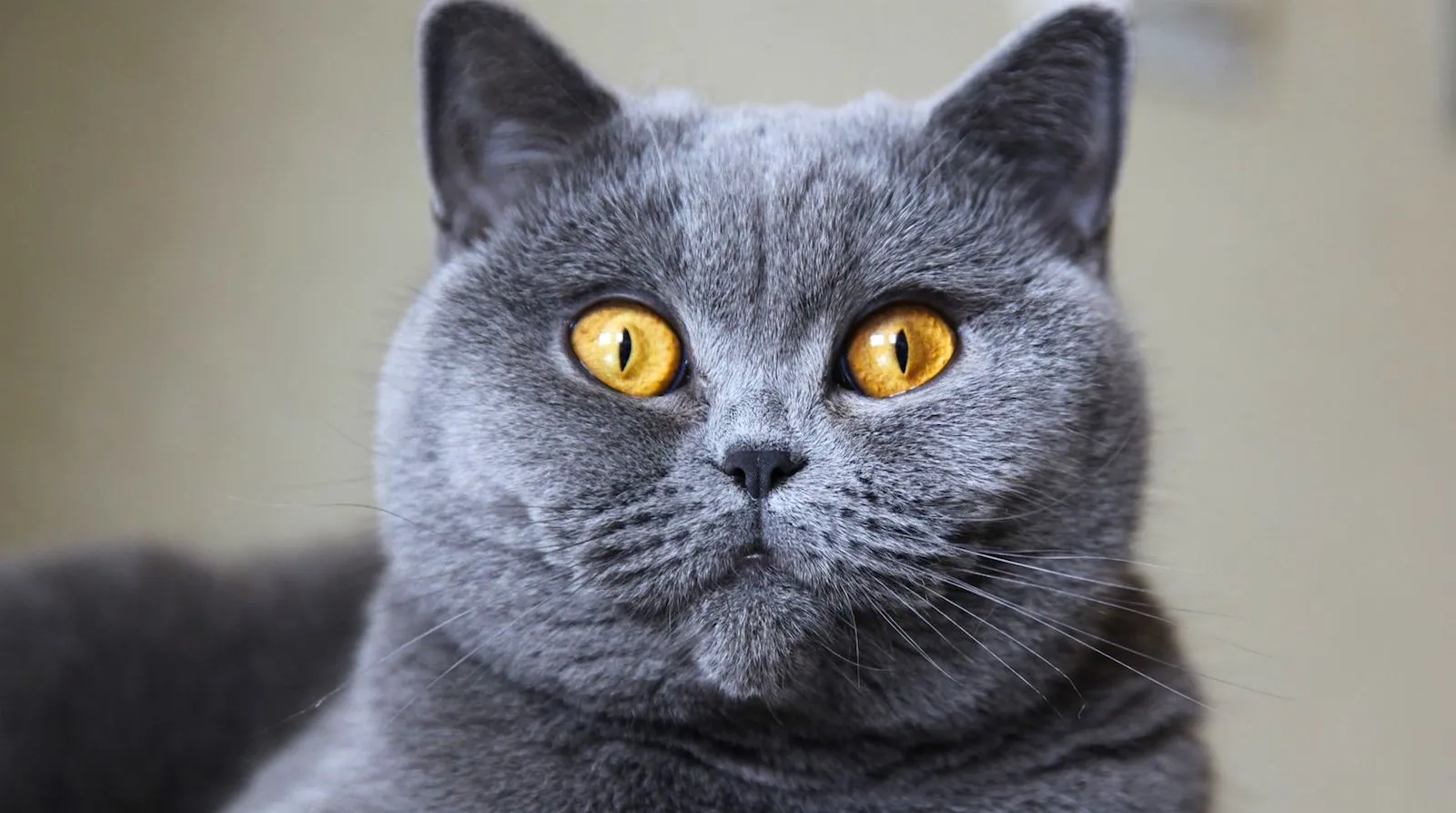 British Shorthair – O gato britânico calmo e elegante
