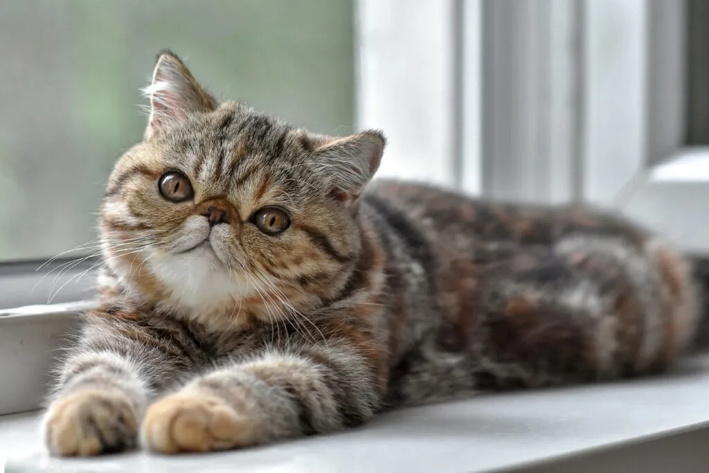 Exotic Shorthair – O persa de pelo curto e coração doce