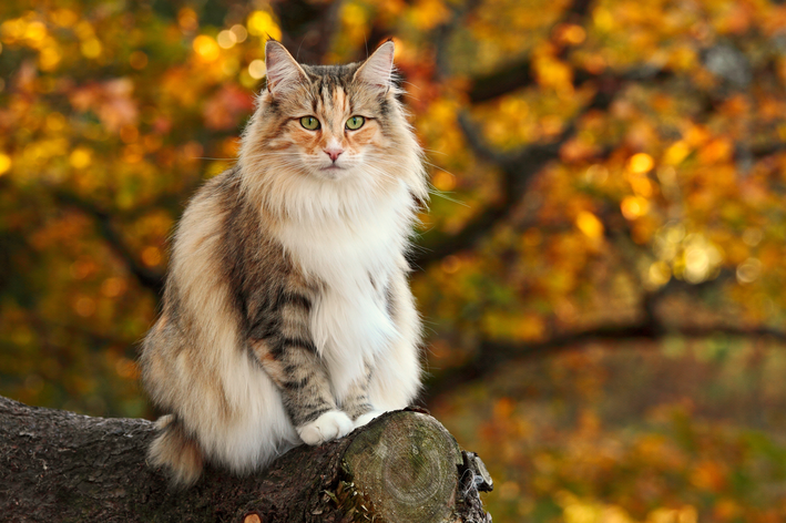 Gato Norueguês da Floresta – O gigante carinhoso das montanhas