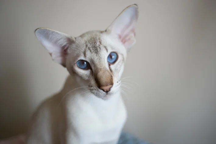 Oriental Shorthair – O gato elegante, sociável e cheio de personalidade