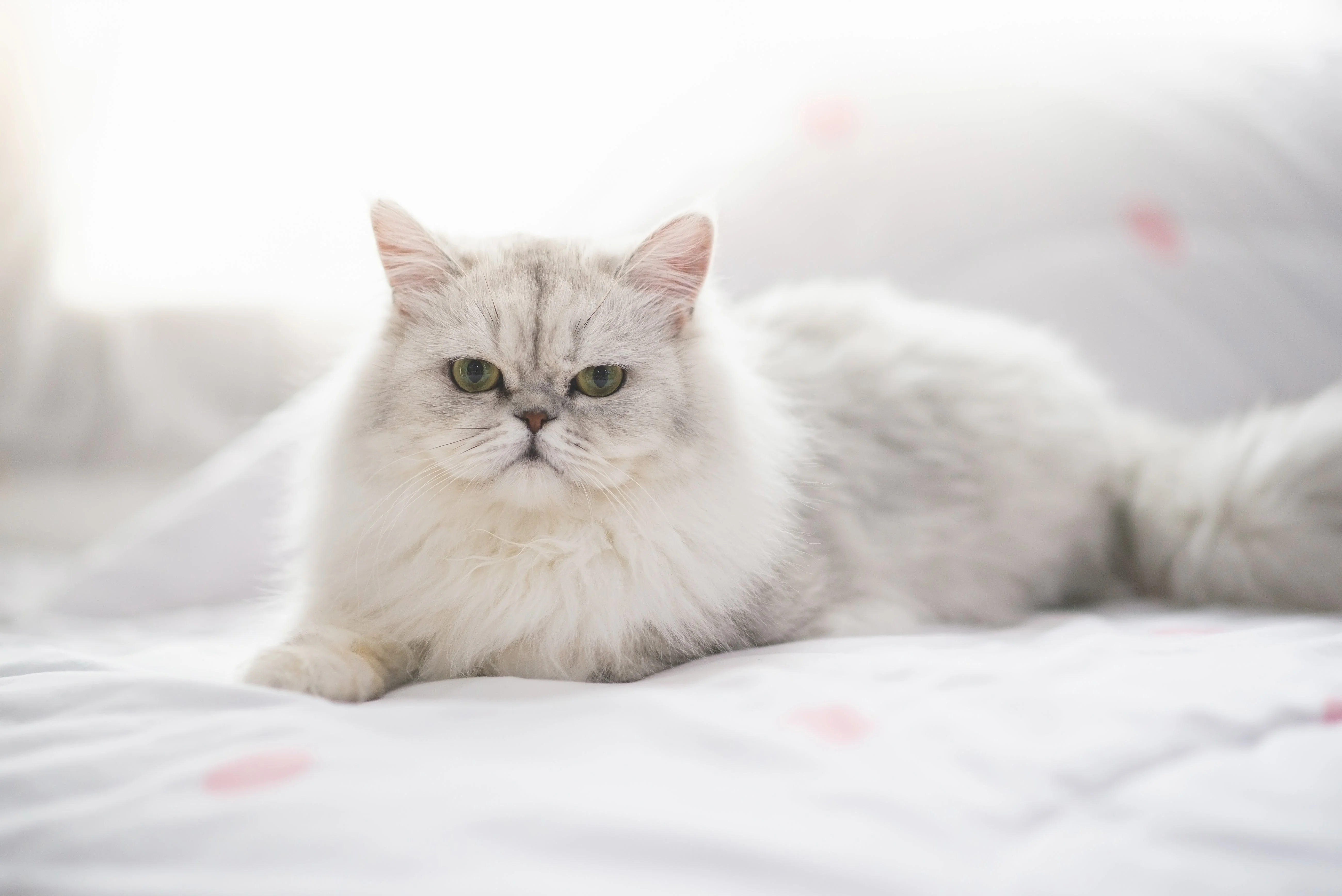 Gato Persa – Realeza felina com muito charme e tranquilidade