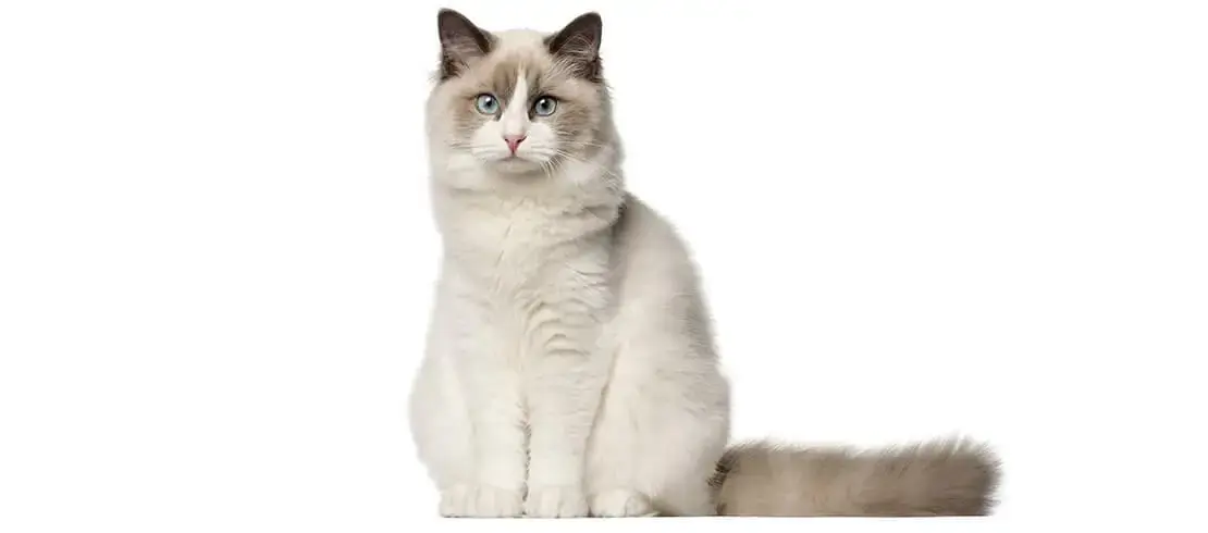 Ragdoll – O gato de colo mais carinhoso do mundo