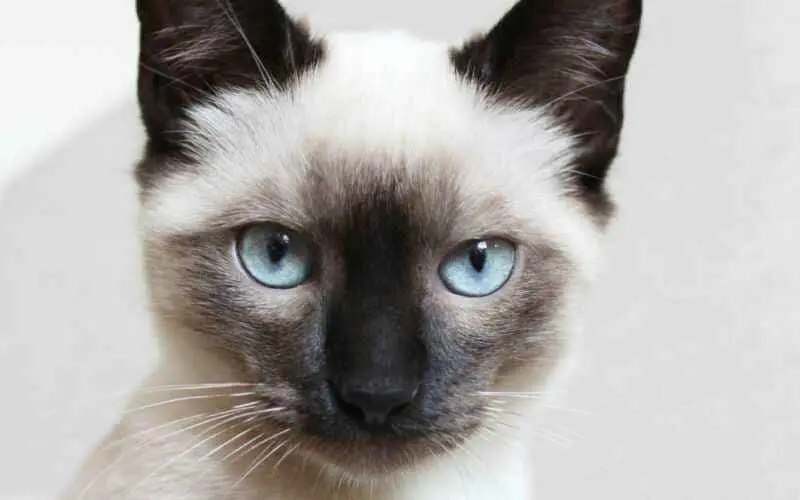 Siamês – O gato elegante e cheio de personalidade