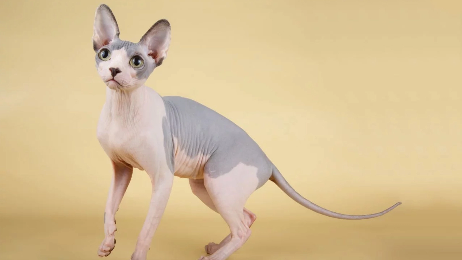 Sphynx – O gato sem pelo que conquista com carinho e personalidade
